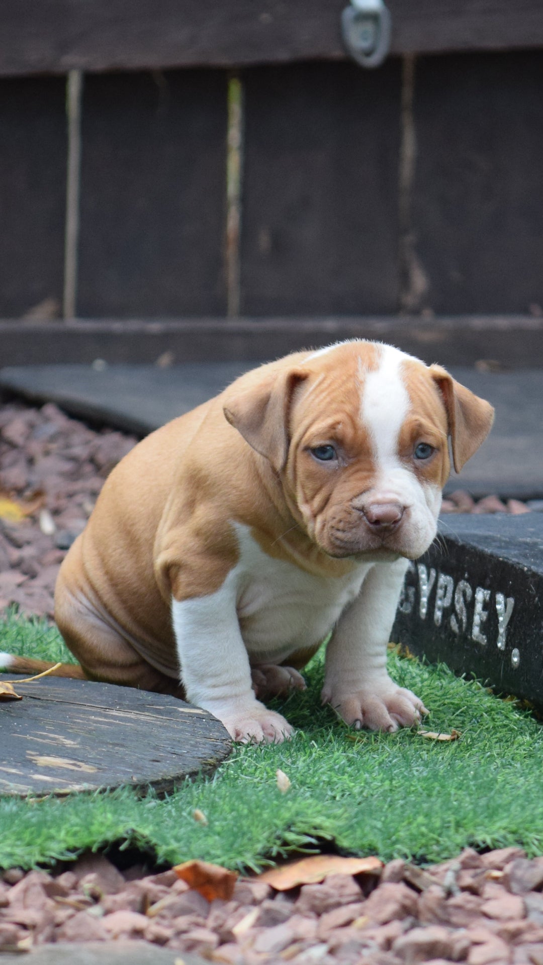 PR The Boo Dogg ⚔ PR Madusa son/ TANK * DOB: 9/20/25