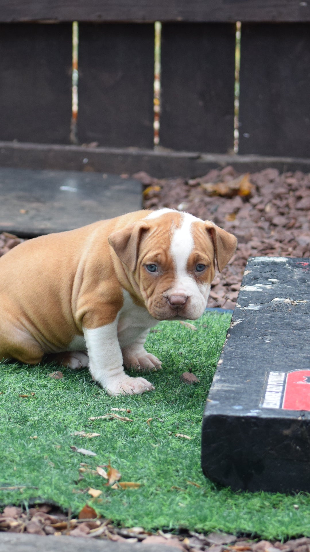 PR The Boo Dogg ⚔ PR Madusa son/ TANK * DOB: 9/20/25