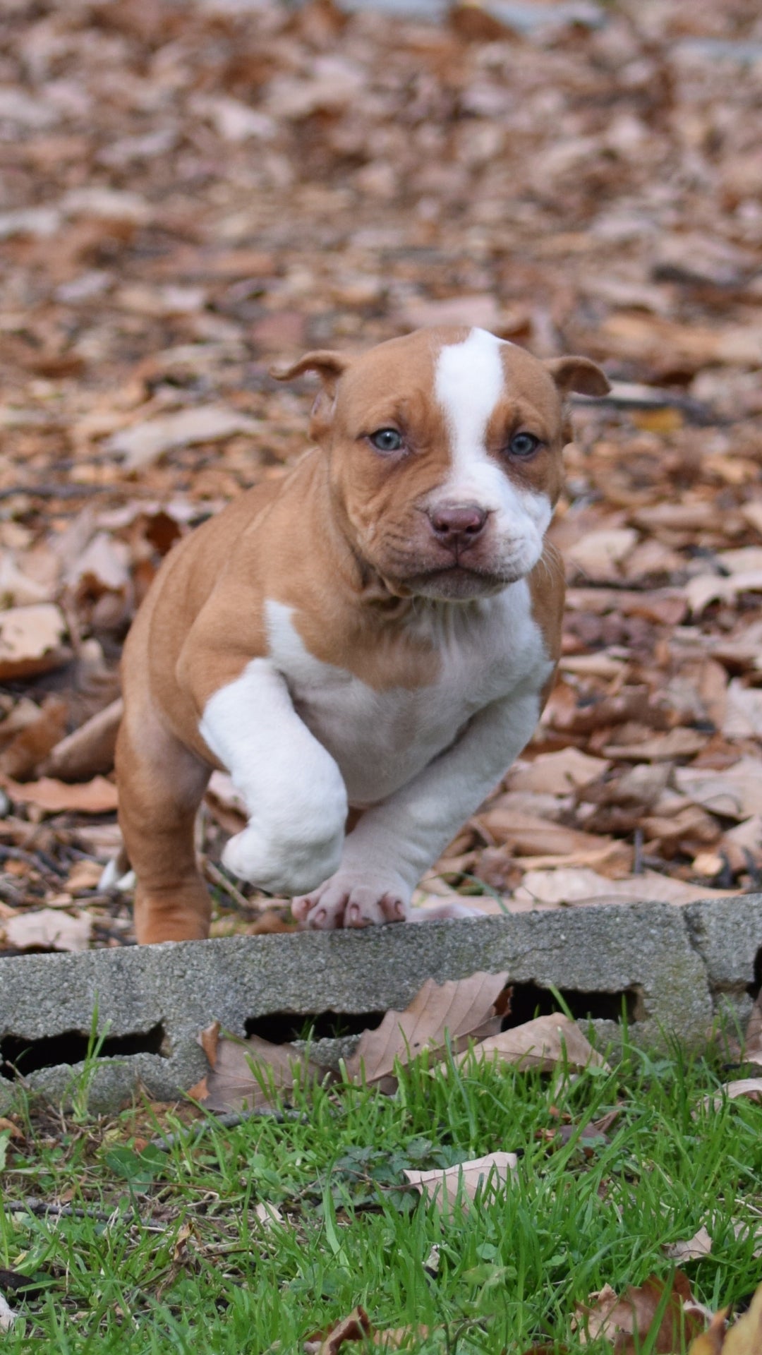 PR The Boo Dogg ⚔ PR Madusa son/ TANK * DOB: 9/20/25