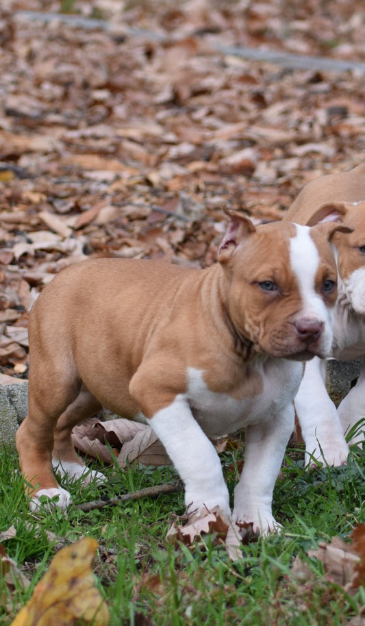 PR The Boo Dogg ⚔ PR Madusa son/ TANK * DOB: 9/20/25