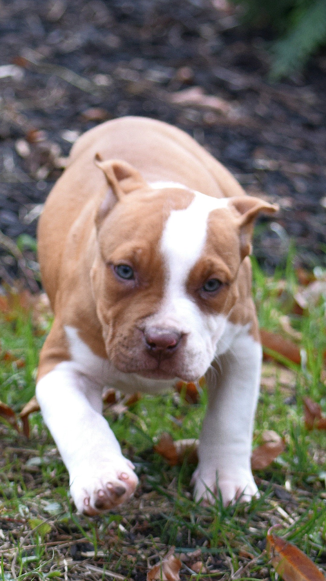 PR The Boo Dogg ⚔ PR Madusa son/ TANK * DOB: 9/20/25