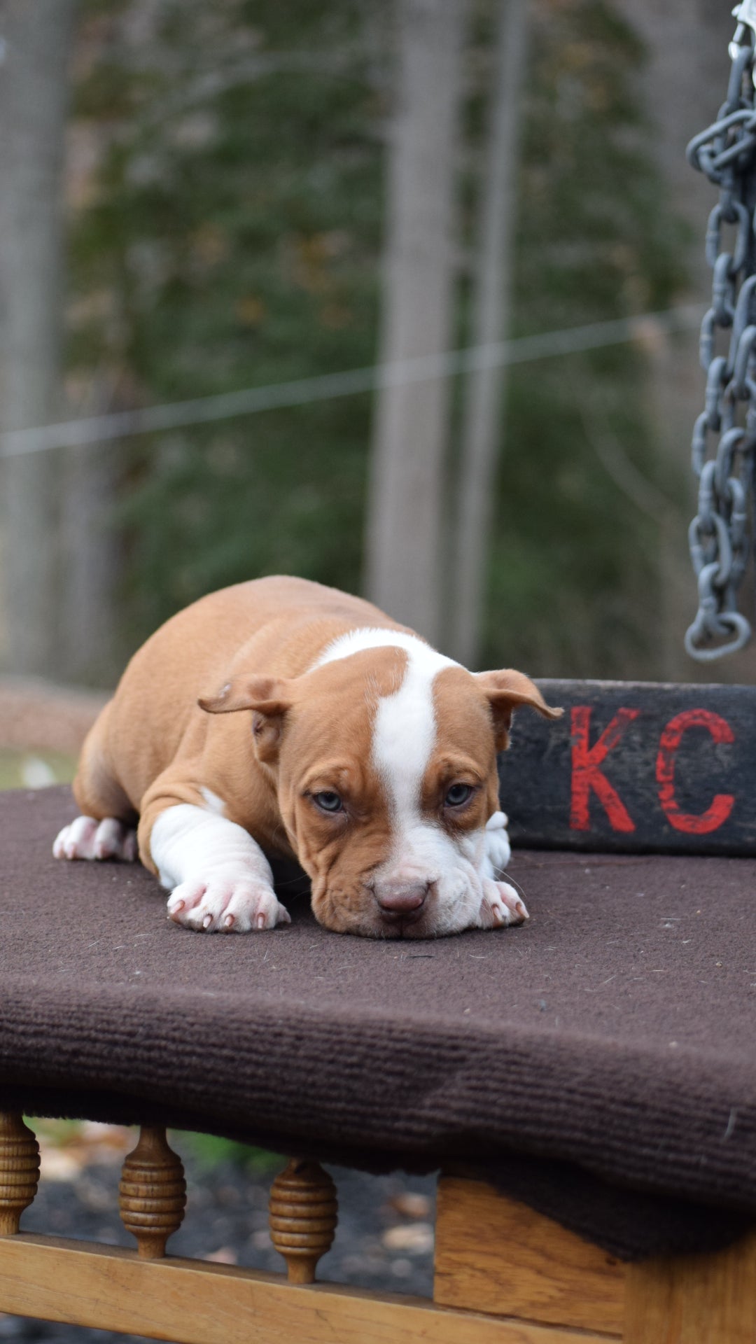 PR The Boo Dogg ⚔ PR Madusa son/ TANK * DOB: 9/20/25