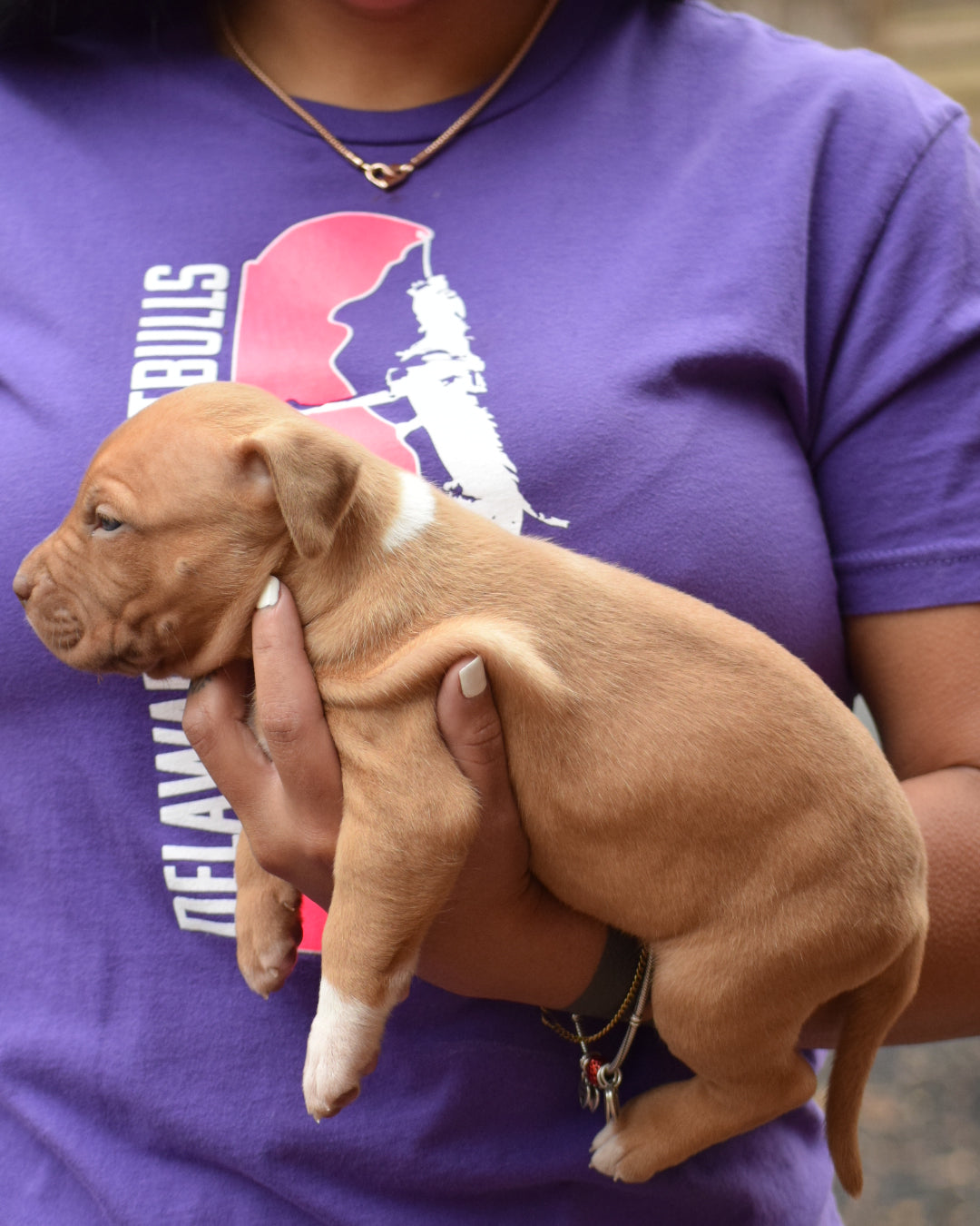 PR Cerberus aka Brandy The Pitbull ⚔ PR BooJee * JeeJee * 1st Pick Female * DOB 2/8/2026 * SOLD