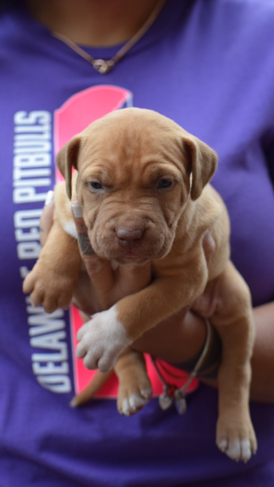 PR Cerberus aka Brandy The Pitbull ⚔ PR BooJee * JeeJee * 1st Pick Female * DOB 2/8/2026 * SOLD