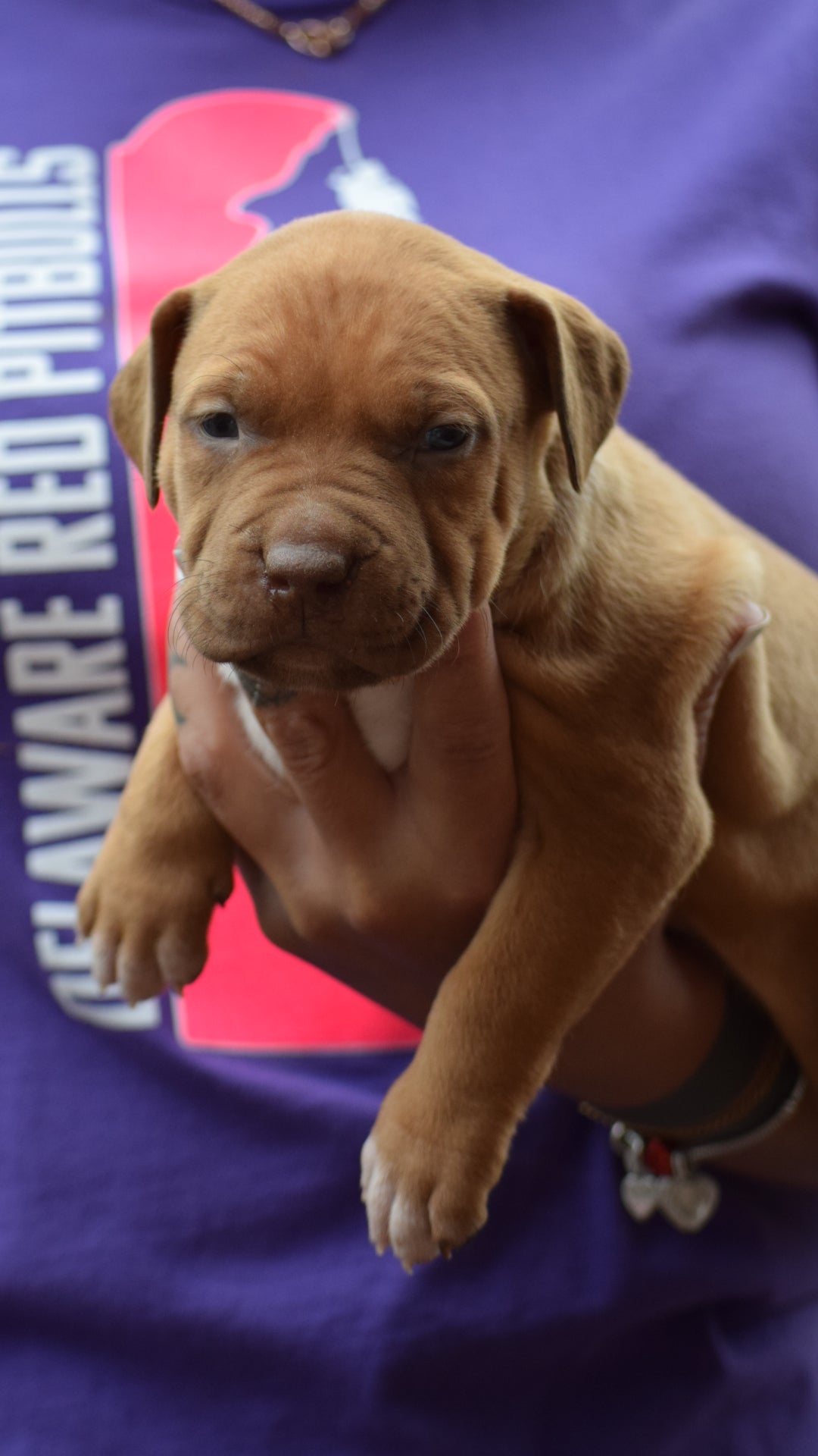PR Cerberus aka Brandy The Pitbull ⚔ PR BooJee * Cera * DOB 2/8/2026 * NOW AVAILABLE