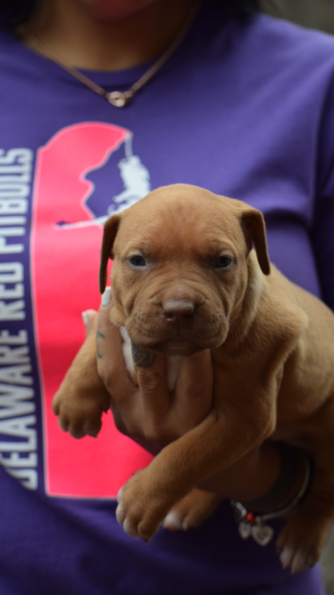 PR Cerberus aka Brandy The Pitbull ⚔ PR BooJee * Cera * DOB 2/8/2026 * NOW AVAILABLE