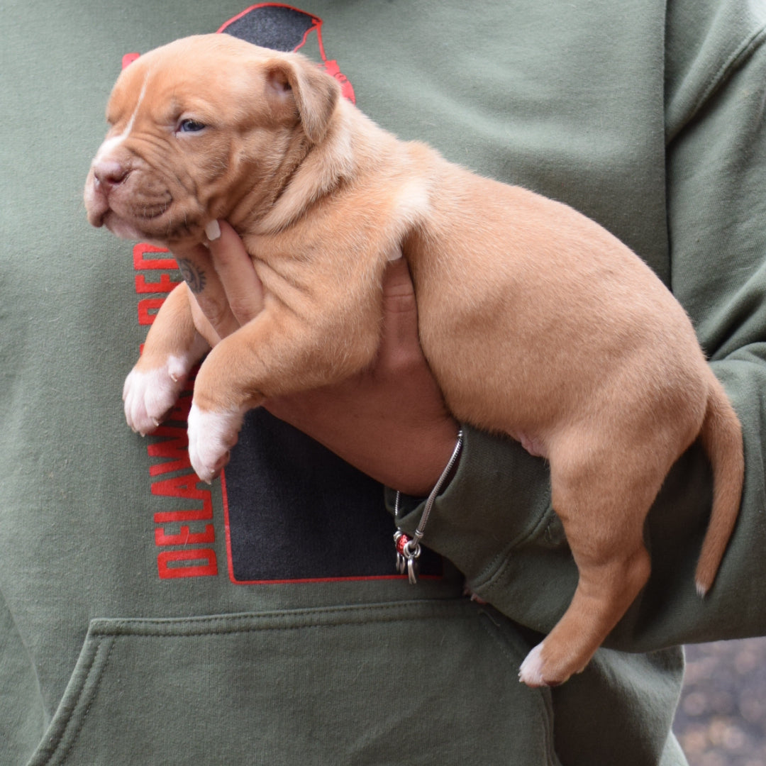 PR Cerberus aka Brandy The Pitbull ⚔ PR BooJee * OMEN * Male #2 * DOB 2/8/26 * SOLD