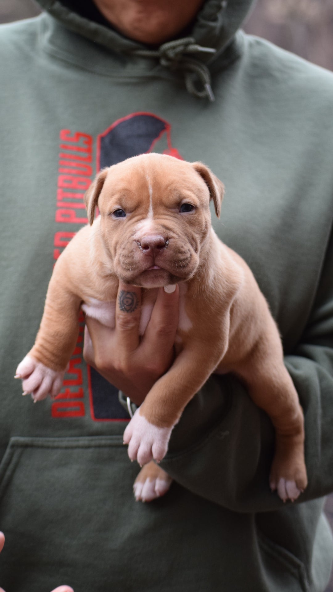 PR Cerberus aka Brandy The Pitbull ⚔ PR BooJee * OMEN * Male #2 * DOB 2/8/26 * SOLD