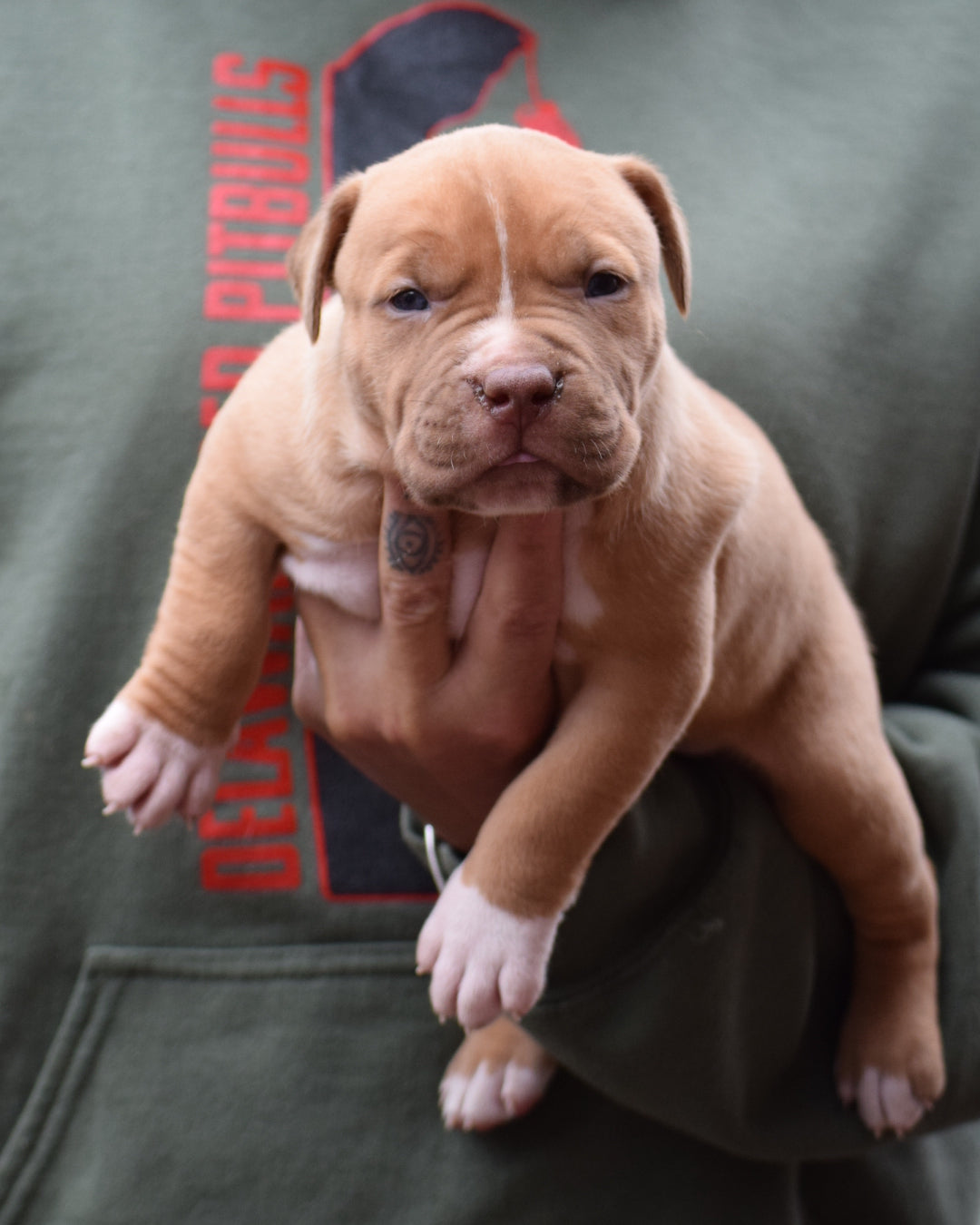 PR Cerberus aka Brandy The Pitbull ⚔ PR BooJee * OMEN * Male #2 * DOB 2/8/26 * SOLD