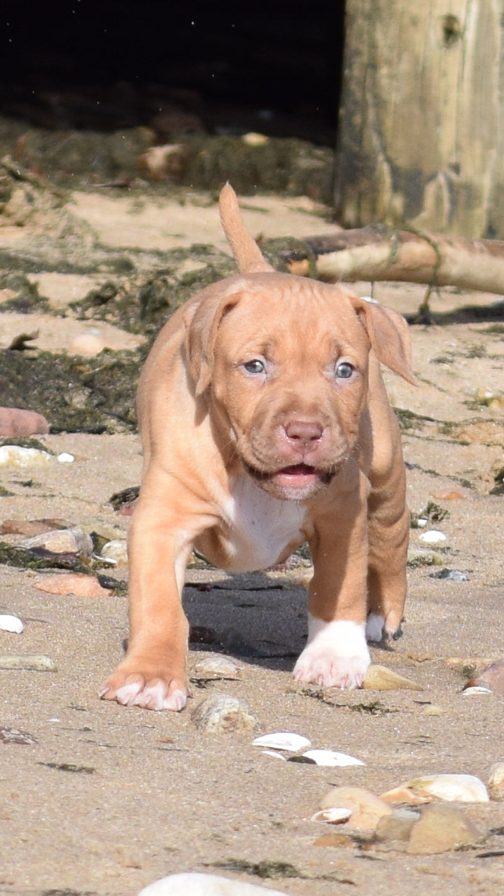 PR Cerberus aka Brandy The Pitbull ⚔ PR BooJee * JeeJee * 1st Pick Female * DOB 2/8/2026 * SOLD