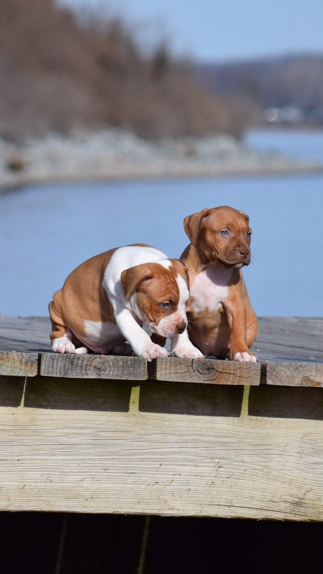 PR Cerberus aka Brandy The Pitbull ⚔ PR BooJee * Cera * DOB 2/8/2026 * NOW AVAILABLE