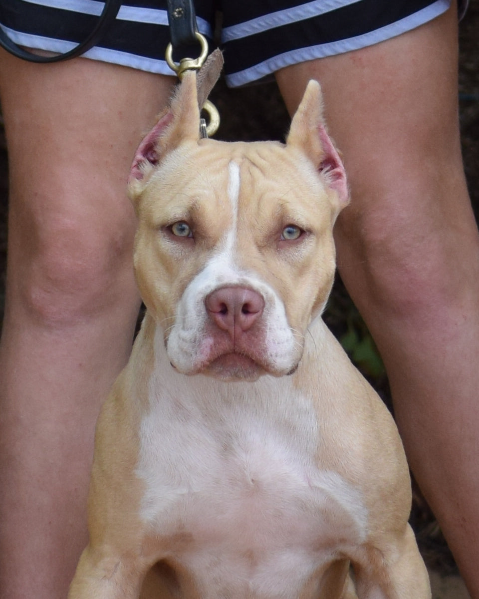 "Blondie" * Slime X Brooklyn daughter * Obedience Training included *DOB 2/24/24 * Rare Blonde Klosowski Red *