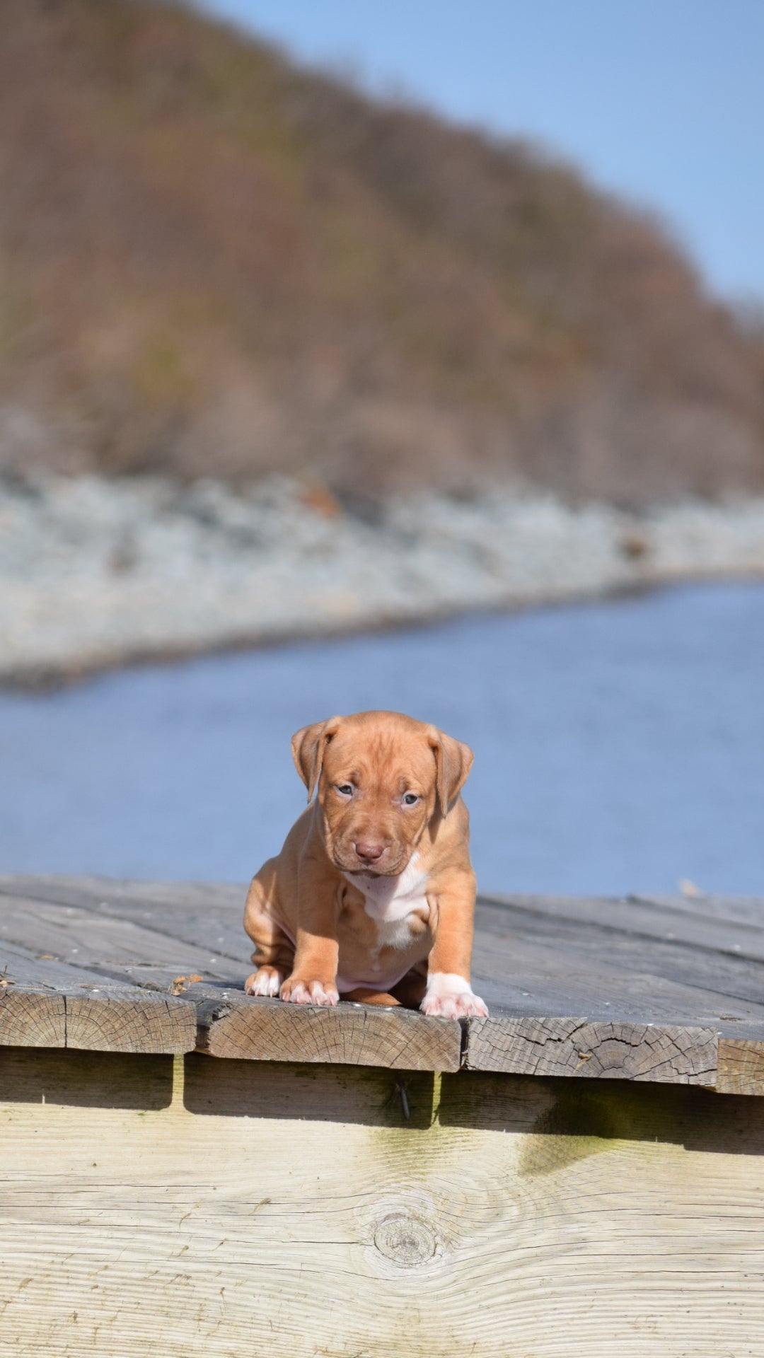 PR Cerberus aka Brandy The Pitbull ⚔ PR BooJee * JeeJee * 1st Pick Female * DOB 2/8/2026 * SOLD