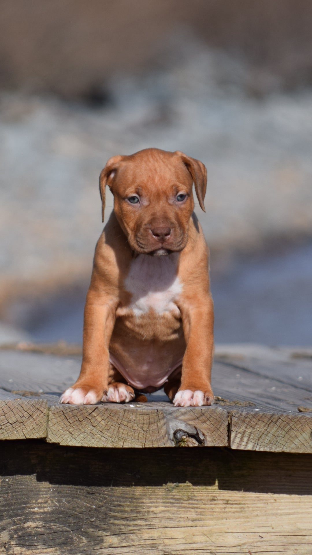 PR Cerberus aka Brandy The Pitbull ⚔ PR BooJee * Cera * DOB 2/8/2026 * NOW AVAILABLE