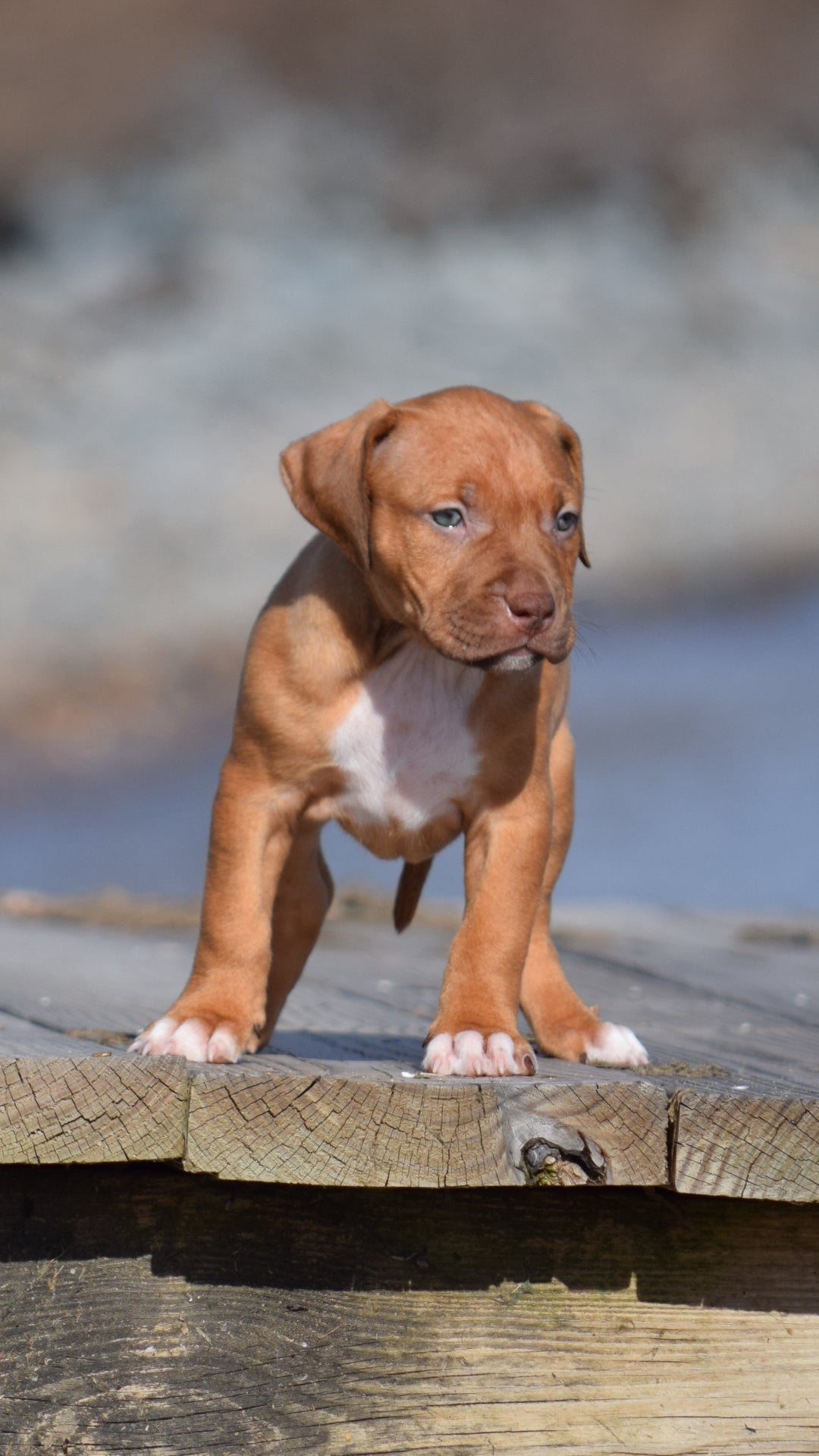 PR Cerberus aka Brandy The Pitbull ⚔ PR BooJee * Cera * DOB 2/8/2026 * NOW AVAILABLE