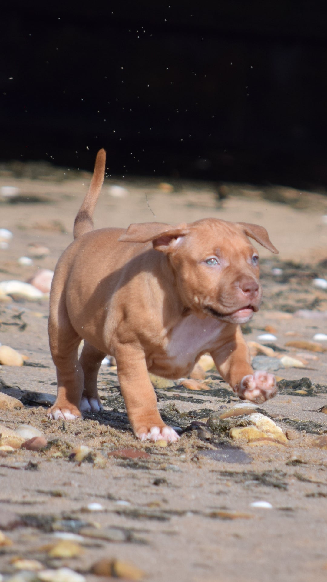 PR Cerberus aka Brandy The Pitbull ⚔ PR BooJee * Cera * DOB 2/8/2026 * NOW AVAILABLE