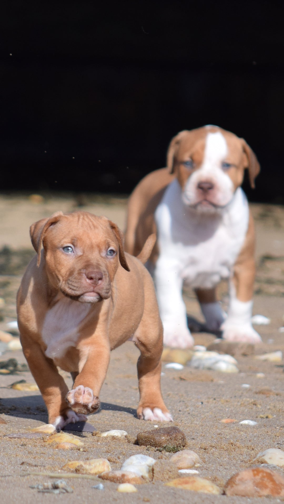 PR Cerberus aka Brandy The Pitbull ⚔ PR BooJee * Cera * DOB 2/8/2026 * NOW AVAILABLE