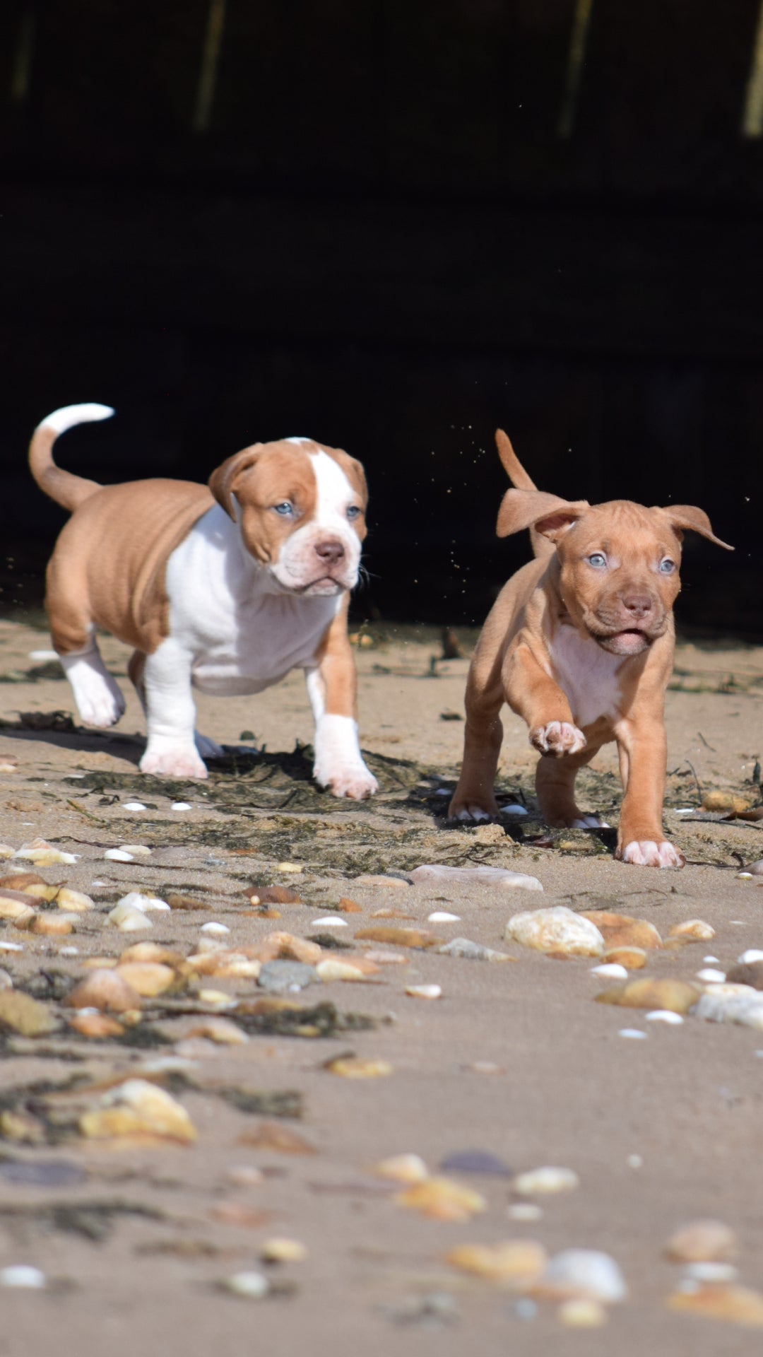 PR Cerberus aka Brandy The Pitbull ⚔ PR BooJee * Cera * DOB 2/8/2026 * NOW AVAILABLE
