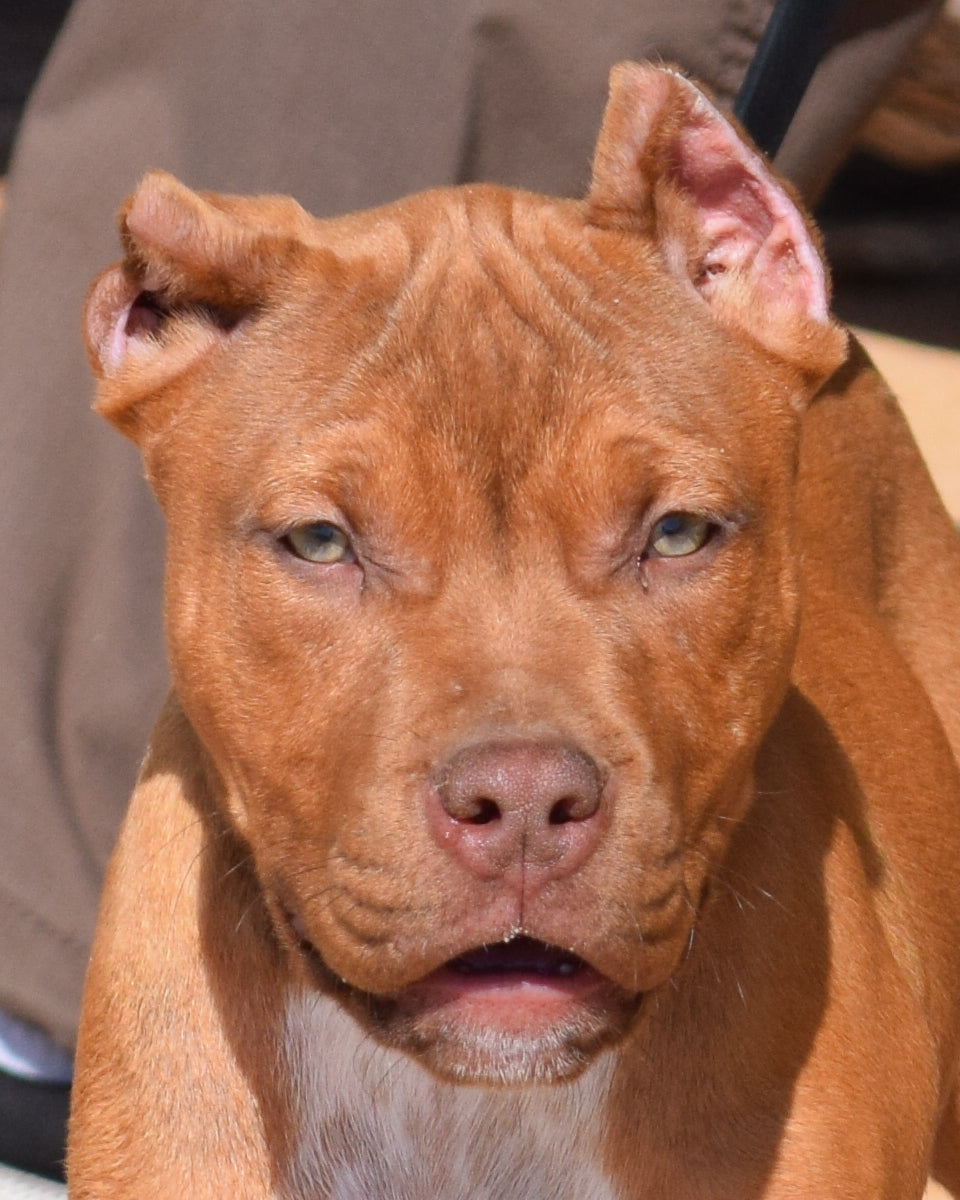 PR Cerberus aka Brandy The Pitbull ⚔ PR BooJee * Cera * DOB 2/8/2026 * NOW AVAILABLE