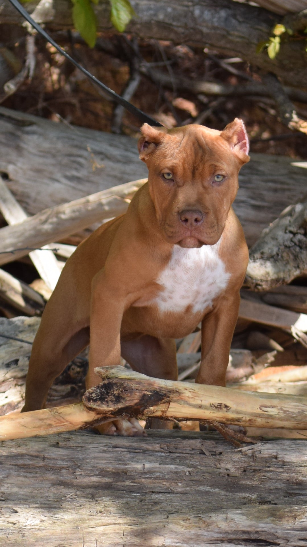 PR Cerberus aka Brandy The Pitbull ⚔ PR BooJee * Cera * DOB 2/8/2026 * NOW AVAILABLE