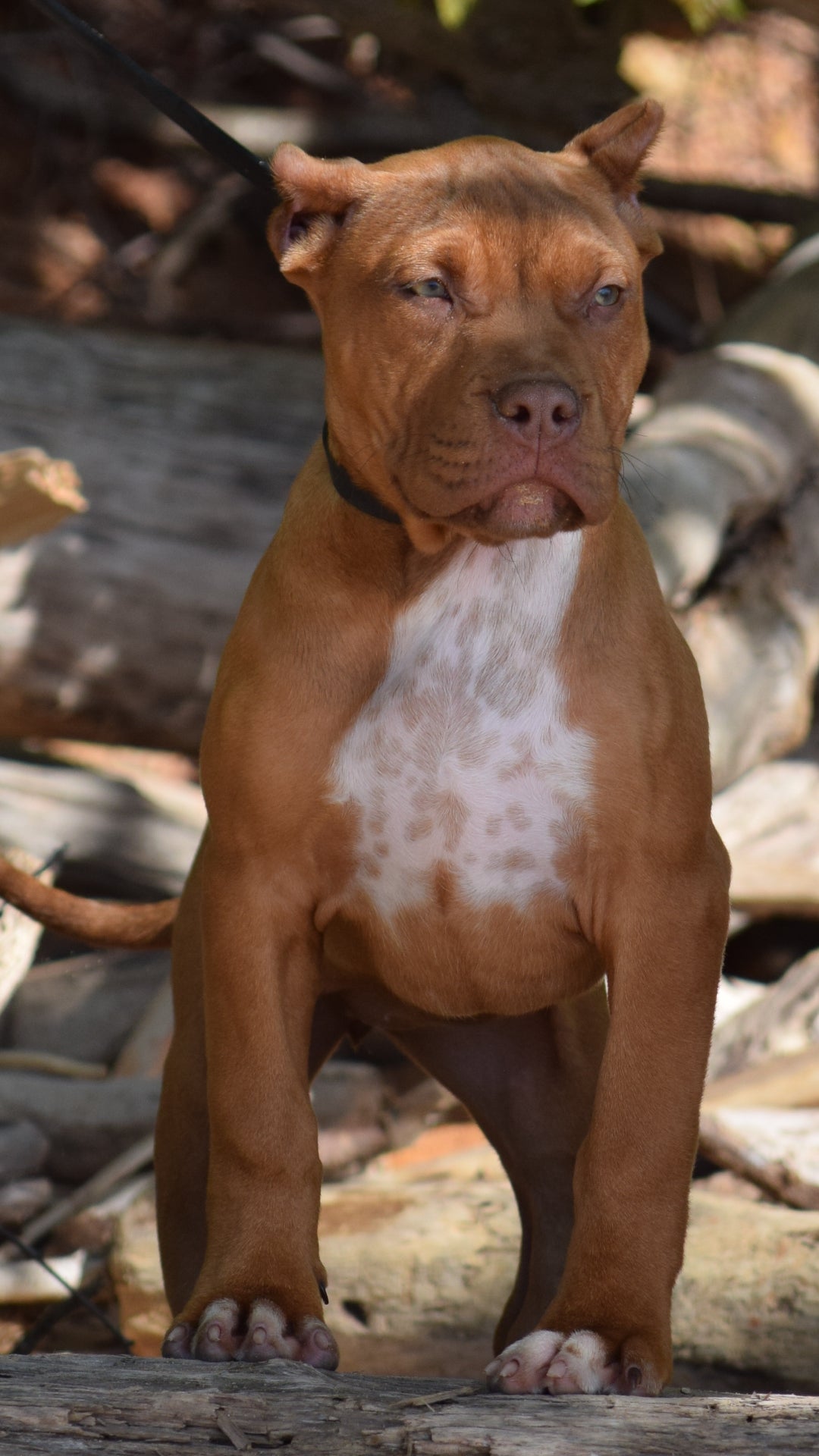 PR Cerberus aka Brandy The Pitbull ⚔ PR BooJee * Cera * DOB 2/8/2026 * NOW AVAILABLE
