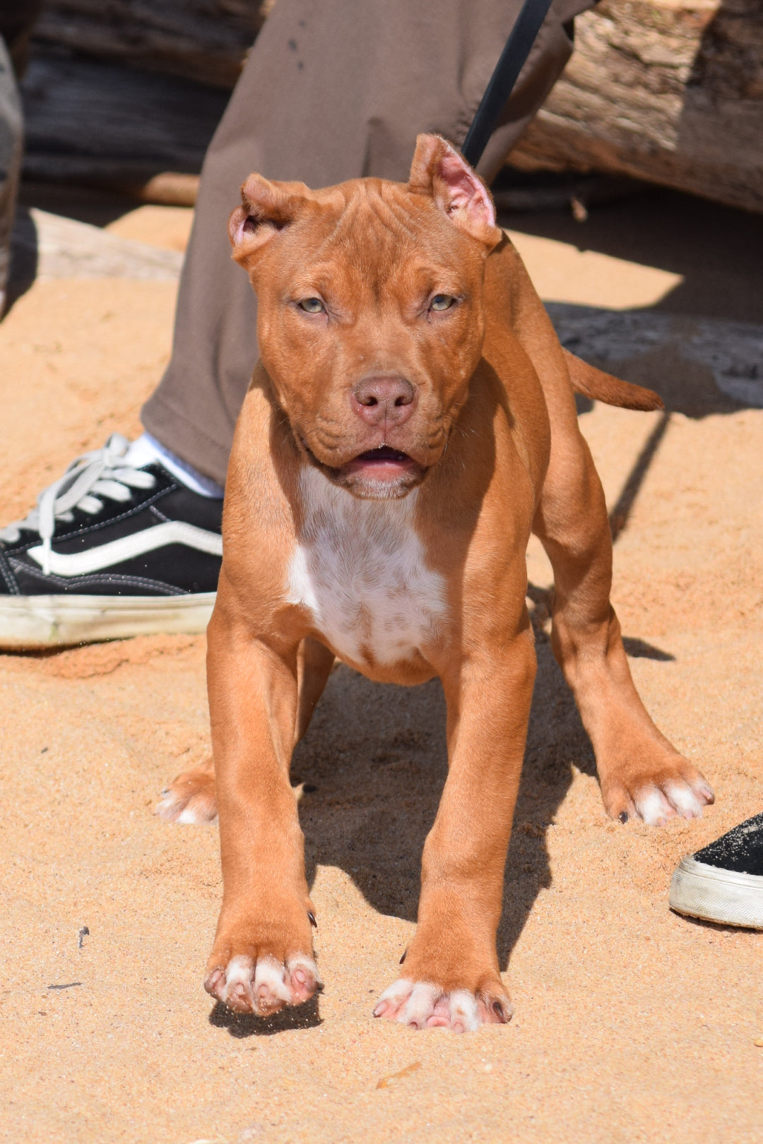 PR Cerberus aka Brandy The Pitbull ⚔ PR BooJee * Cera * DOB 2/8/2026 * NOW AVAILABLE