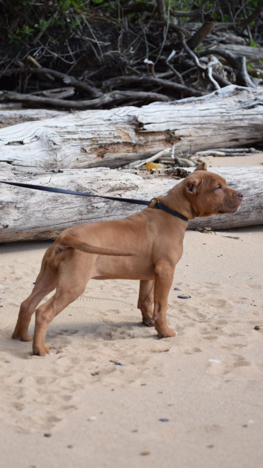 PR Cerberus aka Brandy The Pitbull ⚔ PR BooJee * Cera * DOB 2/8/2026 * NOW AVAILABLE