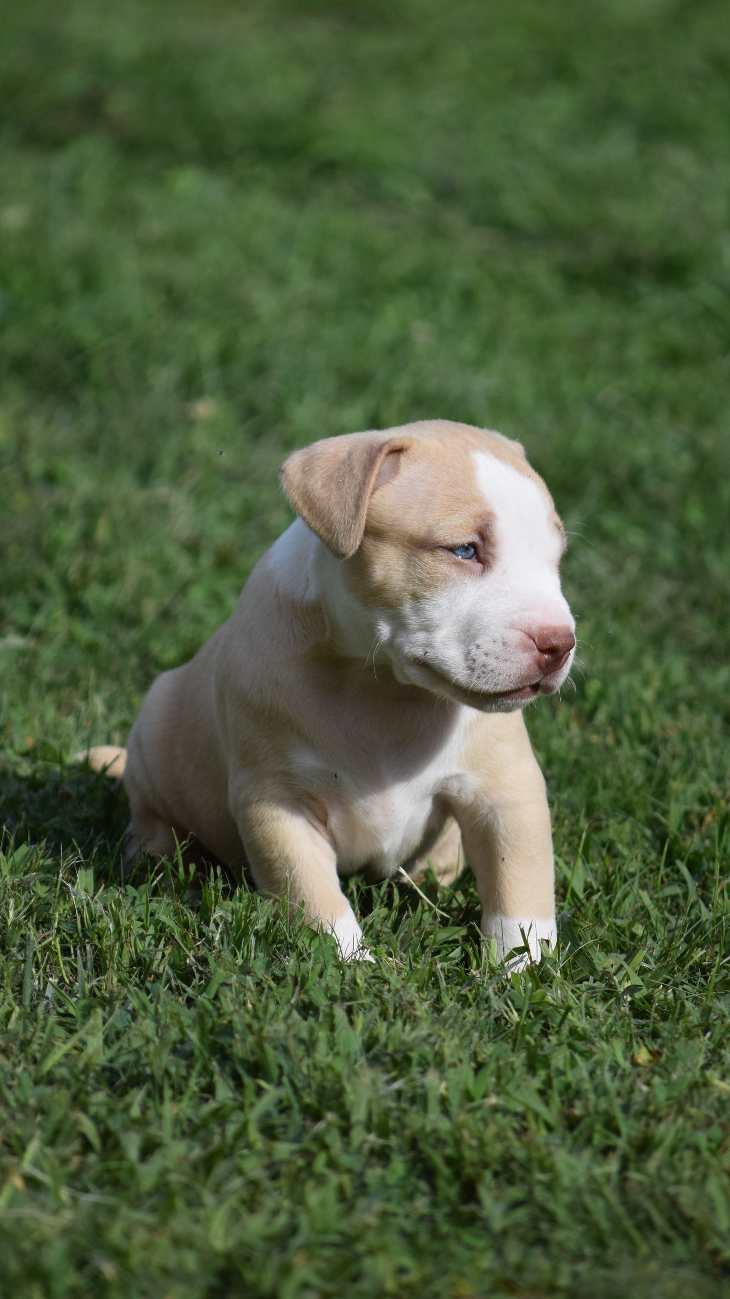 Ferd The Bull PR ⚔ PR Isabella aka Izzy * MALE #2 * DOB: 7/24/26 * AVAILABLE