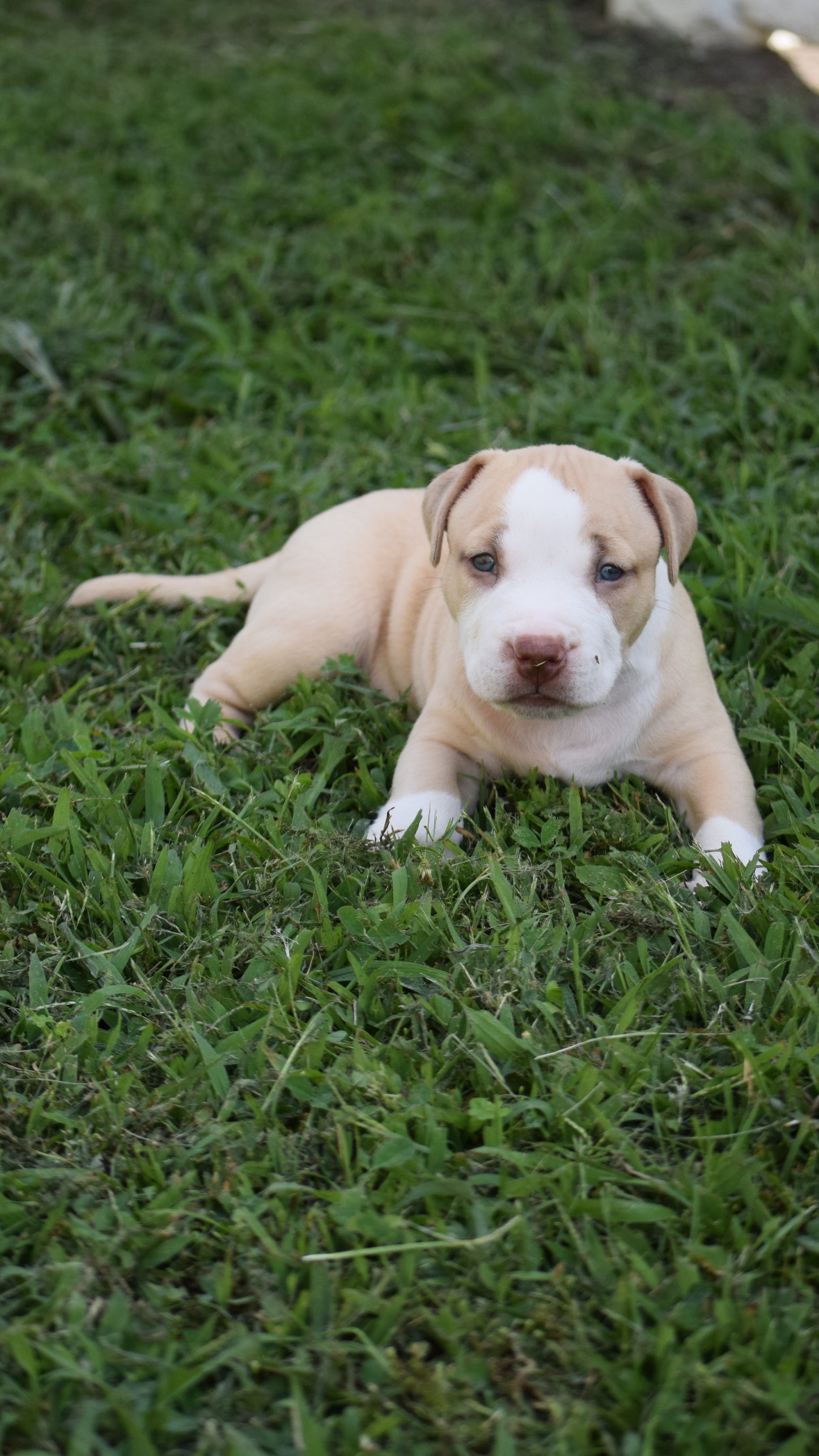 Ferd The Bull PR ⚔ PR Isabella aka Izzy * MALE #2 * DOB: 7/24/26 * AVAILABLE