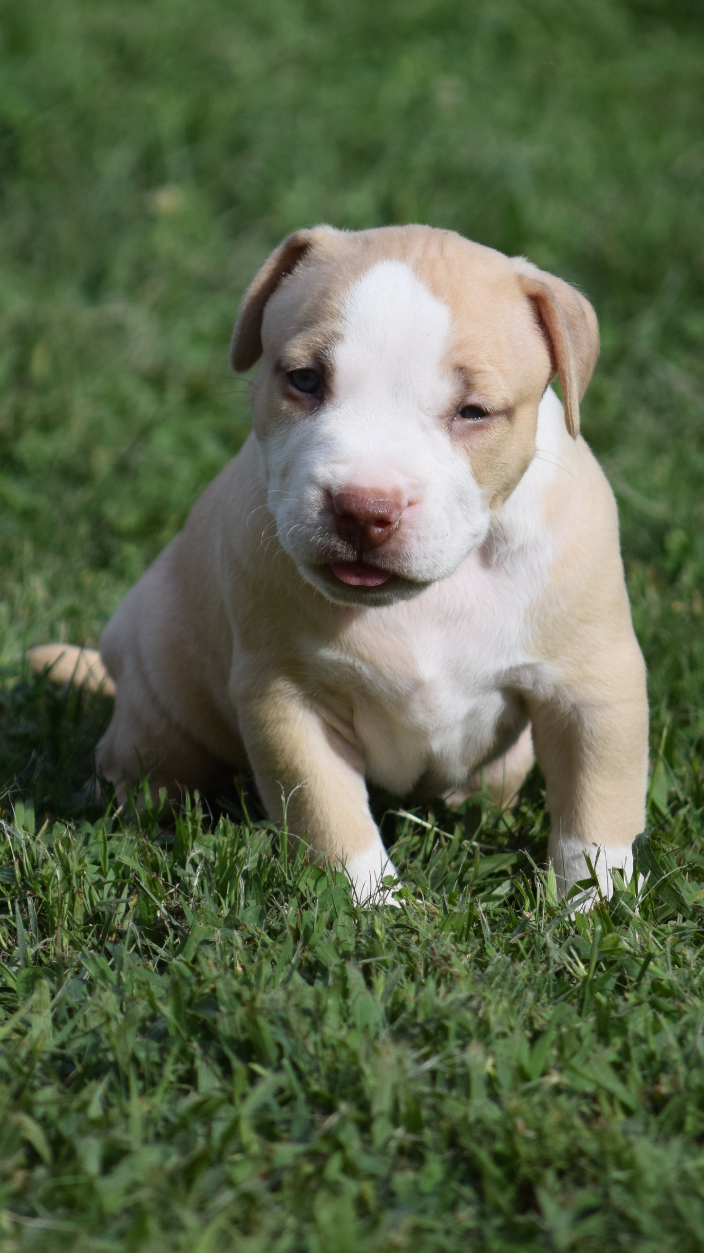 Ferd The Bull PR ⚔ PR Isabella aka Izzy * MALE #2 * DOB: 7/24/26 * AVAILABLE