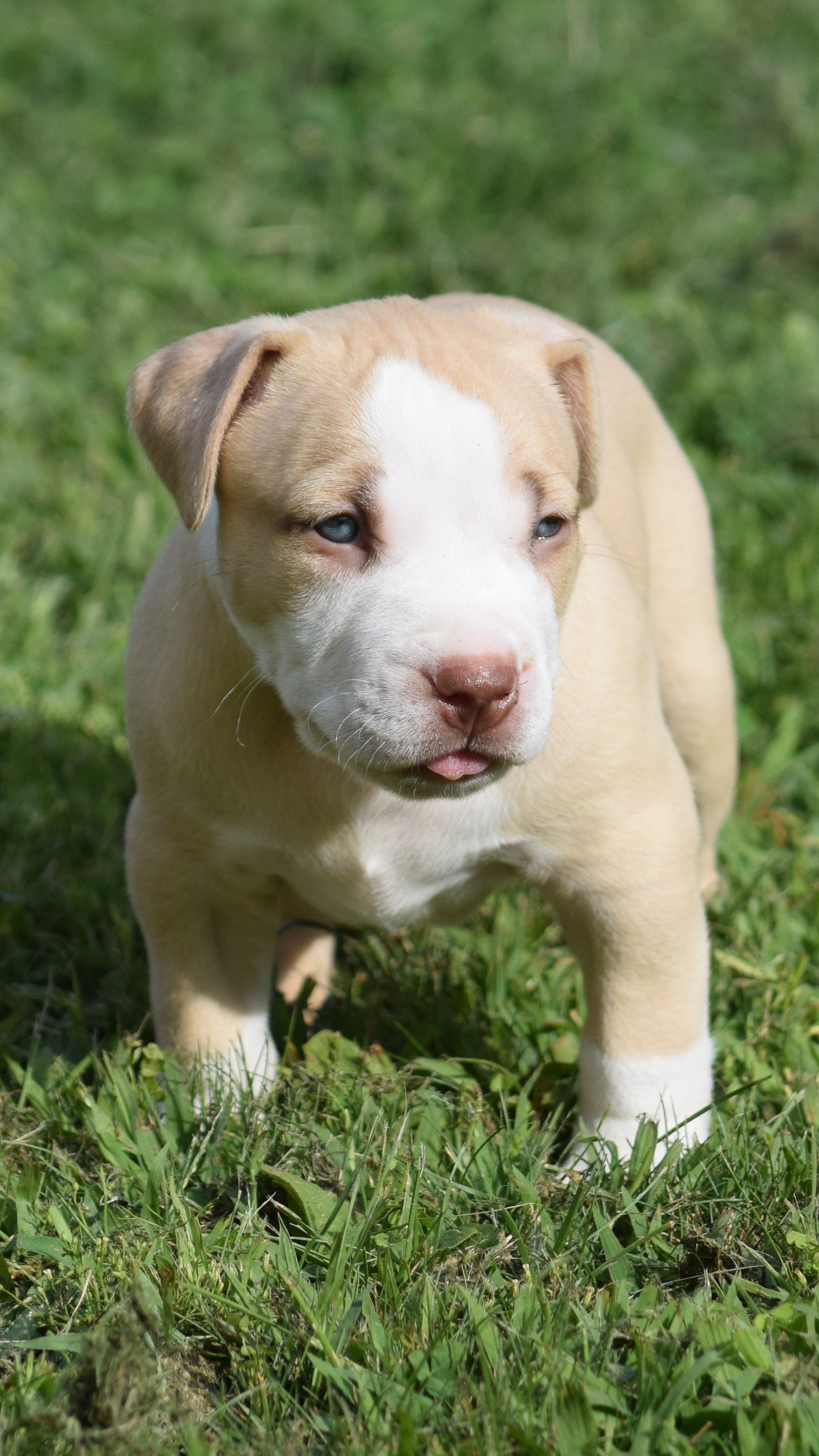 Ferd The Bull PR ⚔ PR Isabella aka Izzy * MALE #2 * DOB: 7/24/26 * AVAILABLE
