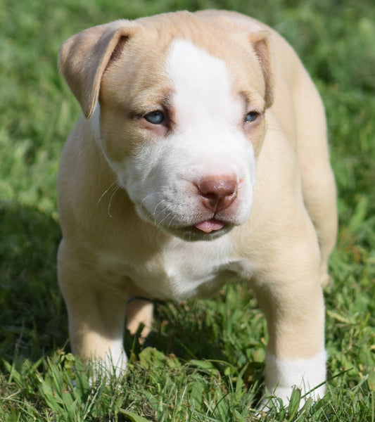 Ferd The Bull PR ⚔ PR Isabella aka Izzy * MALE #2 * DOB: 7/24/26 * AVAILABLE