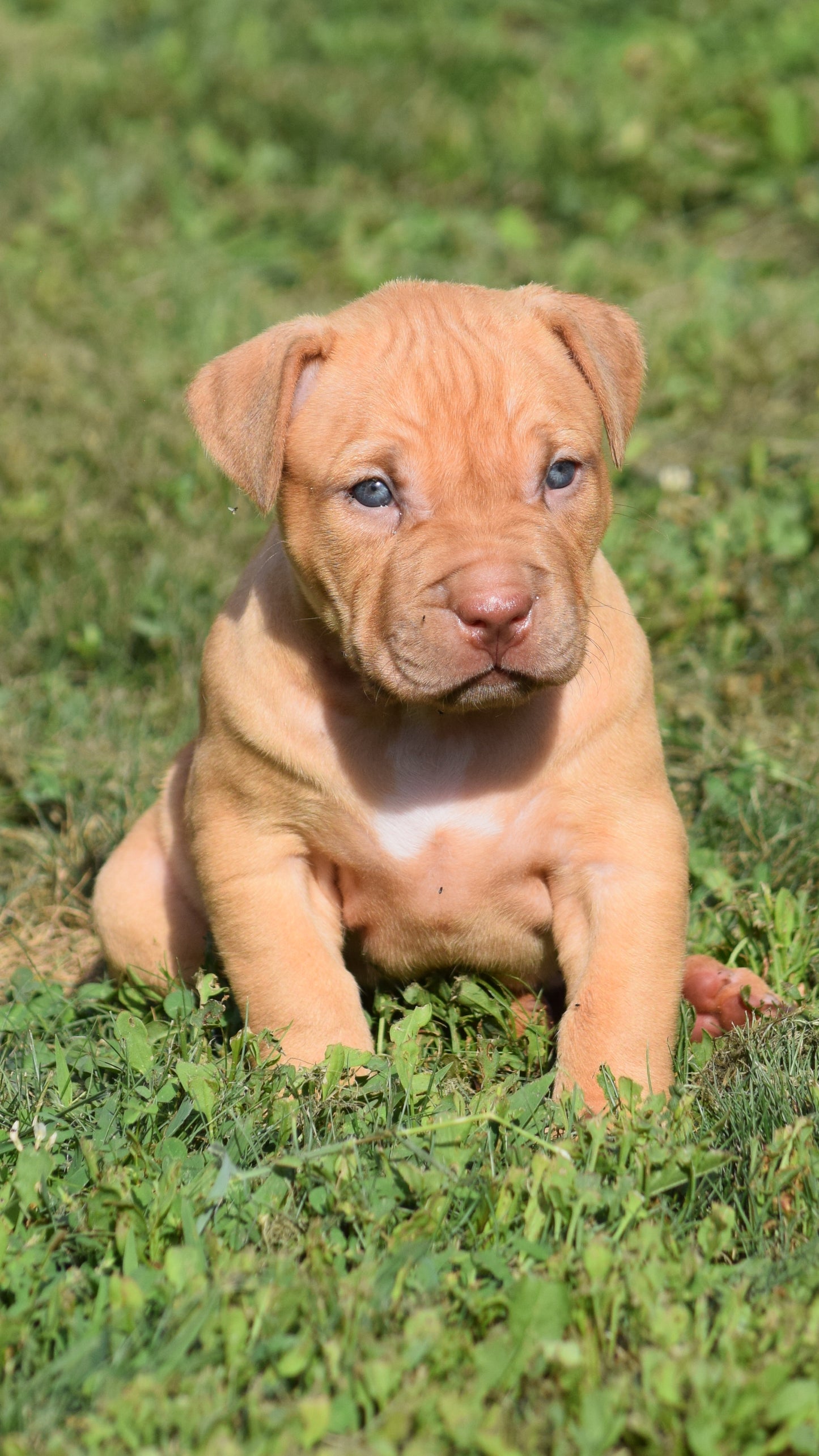 Ferd The Bull PR ⚔ PR Isabella aka Izzy * Female #2 * DOB: 7/24/26 * AVAILABLE