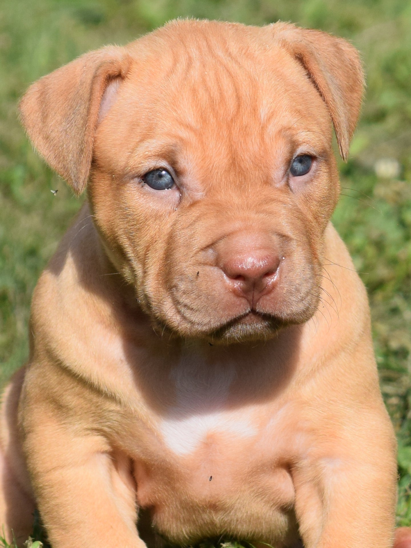 Ferd The Bull PR ⚔ PR Isabella aka Izzy * Female #2 * DOB: 7/24/26 * AVAILABLE