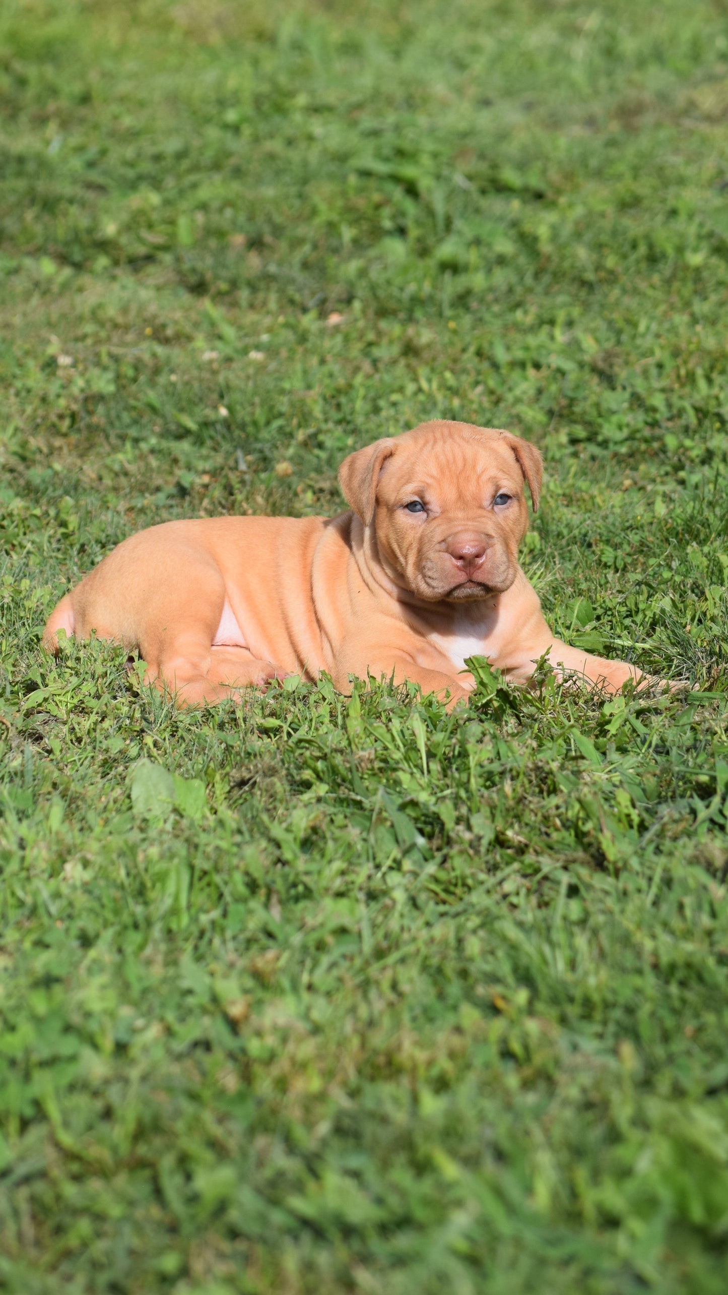 Ferd The Bull PR ⚔ PR Isabella aka Izzy * Female #2 * DOB: 7/24/26 * AVAILABLE