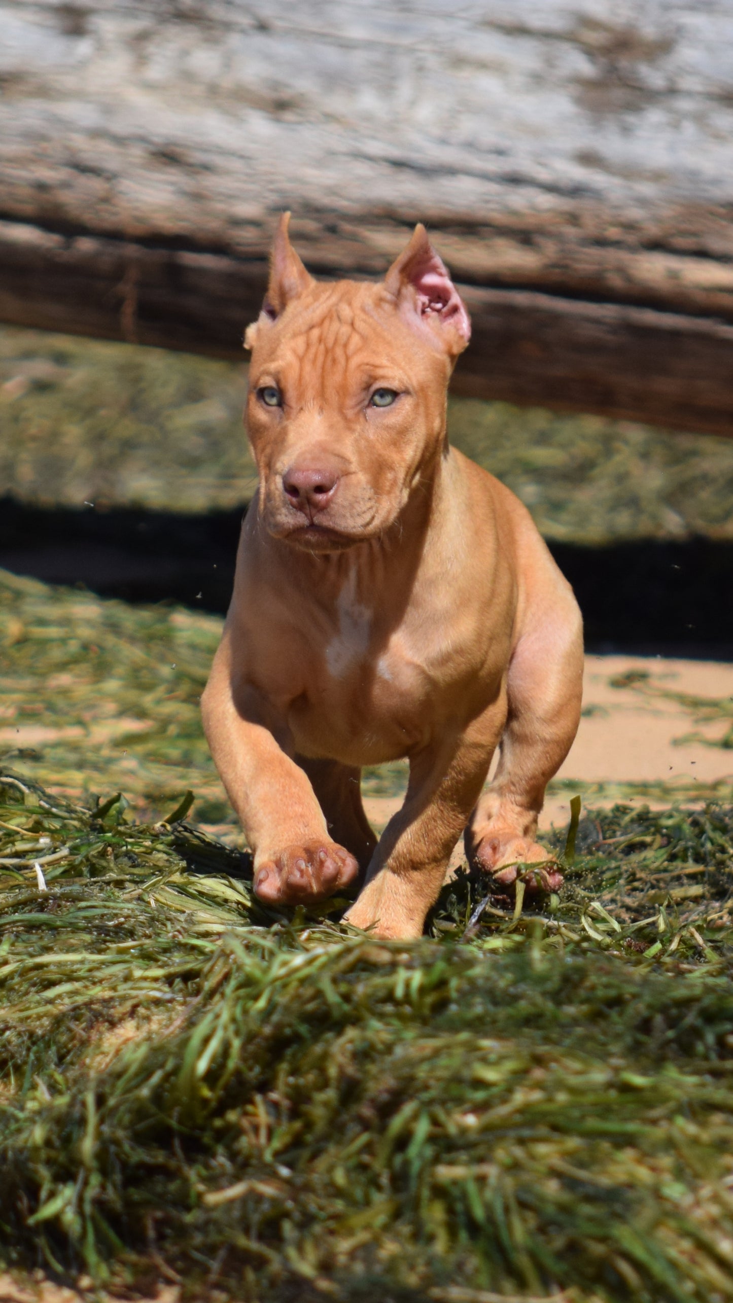 Ferd The Bull PR ⚔ PR Isabella aka Izzy * Diabla 🌶 * Female #2 * DOB: 7/24/26 * NOW