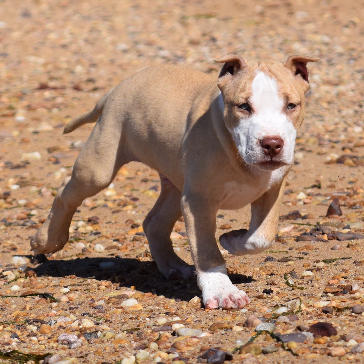 Ferd The Bull PR ⚔ PR Isabella aka Izzy * MALE #2 * DOB: 7/24/26 SOLD