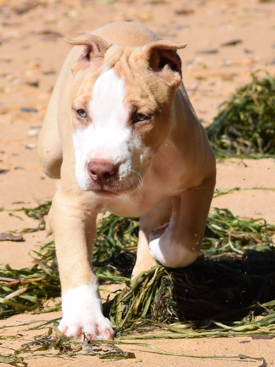 Ferd The Bull PR ⚔ PR Isabella aka Izzy * MALE #2 * DOB: 7/24/26 SOLD