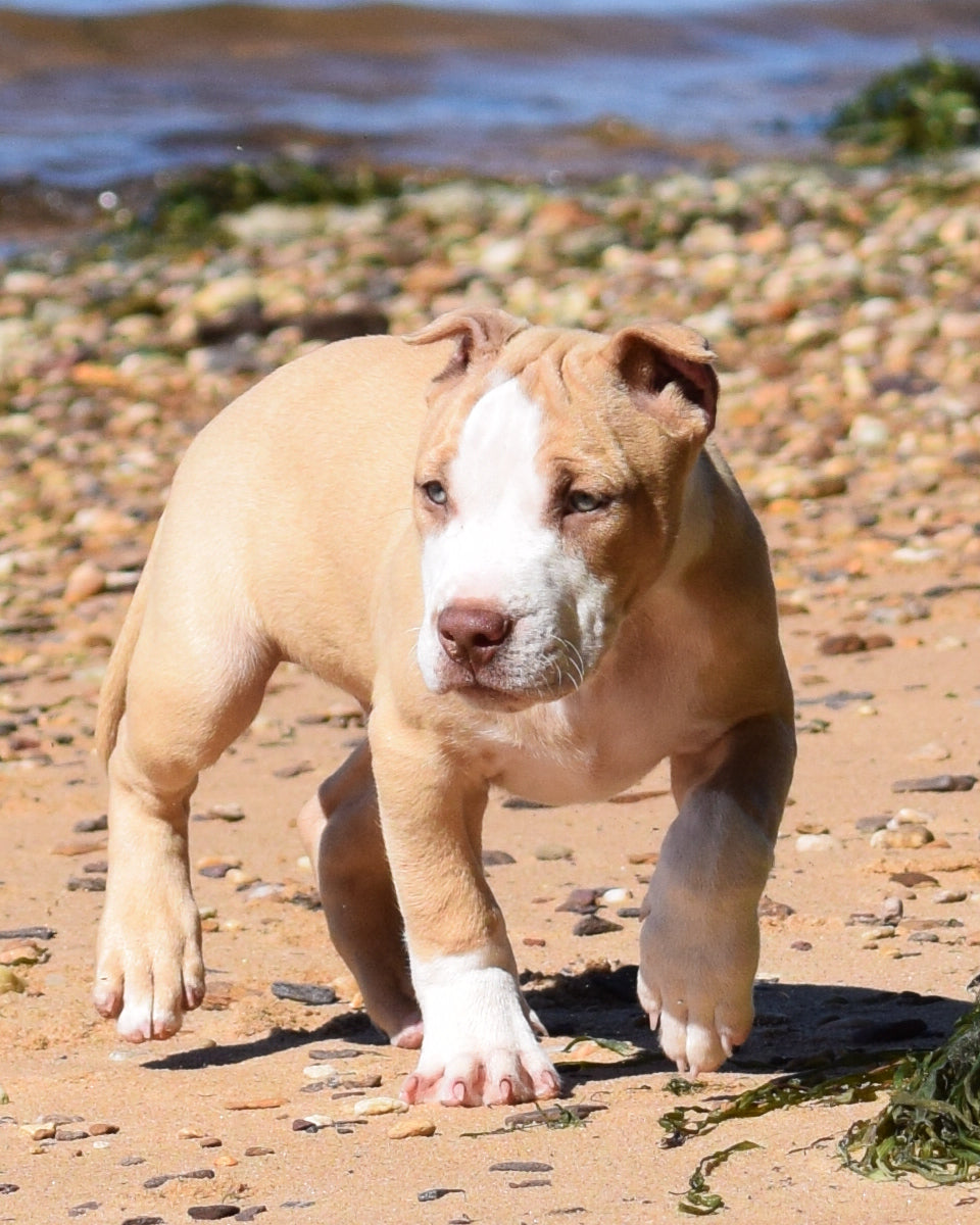 Ferd The Bull PR ⚔ PR Isabella aka Izzy * MALE #2 * DOB: 7/24/26 SOLD