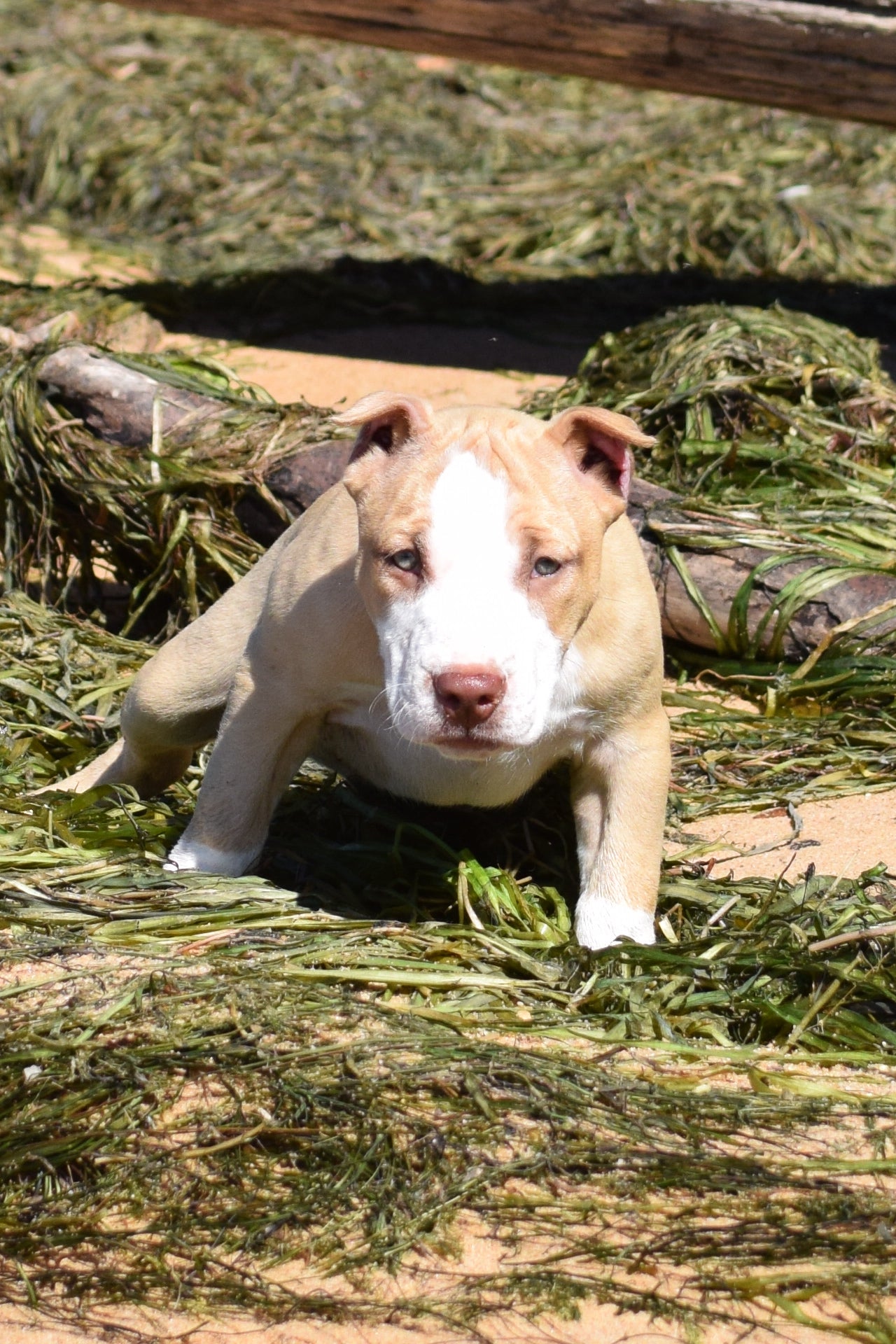 Ferd The Bull PR ⚔ PR Isabella aka Izzy * MALE #2 * DOB: 7/24/26 SOLD