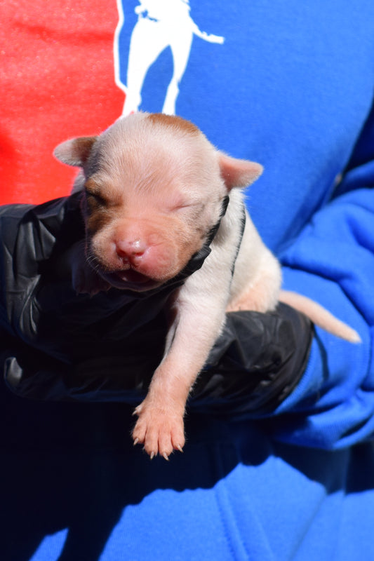 PR Klosowski's TaranTino ⚔ PR Klosowski's/ Millionette * 2nd pick MALE * DOB- 9/30/26 * SOLD