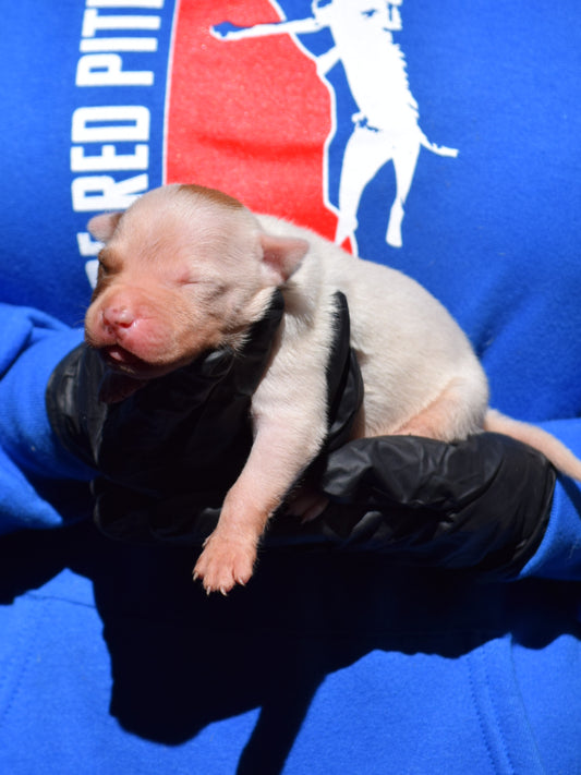 PR Klosowski's TaranTino ⚔ PR Klosowski's/ Millionette * 2nd pick MALE * DOB- 9/30/26 * SOLD