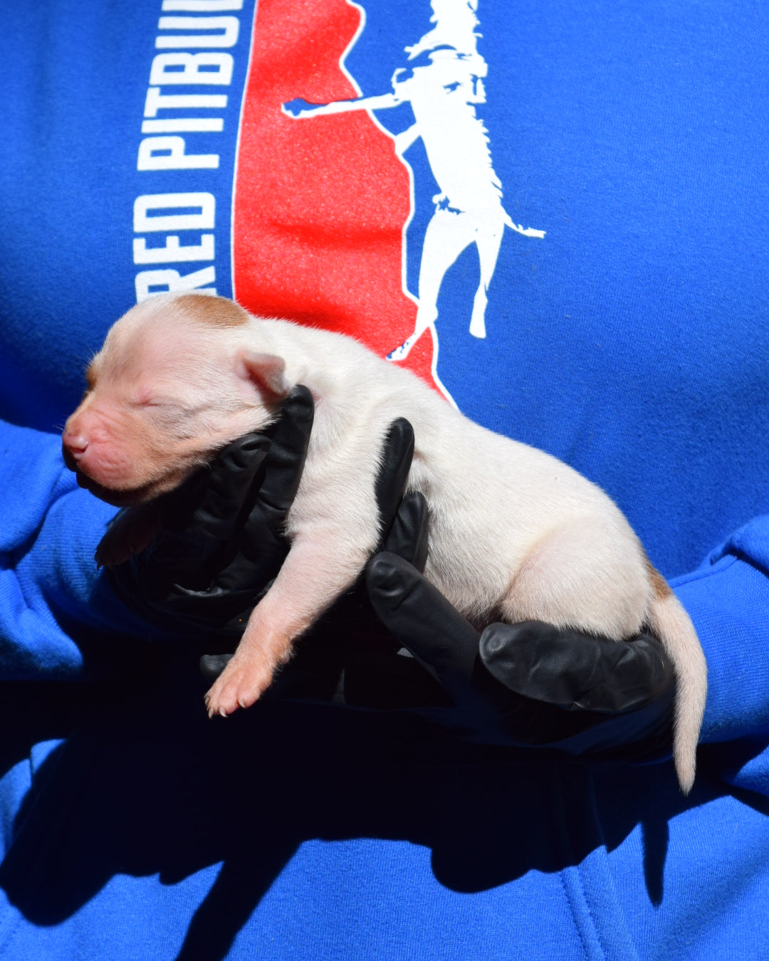 PR Klosowski's TaranTino ⚔ PR Klosowski's/ Millionette * 2nd pick MALE * DOB- 9/30/26 * SOLD
