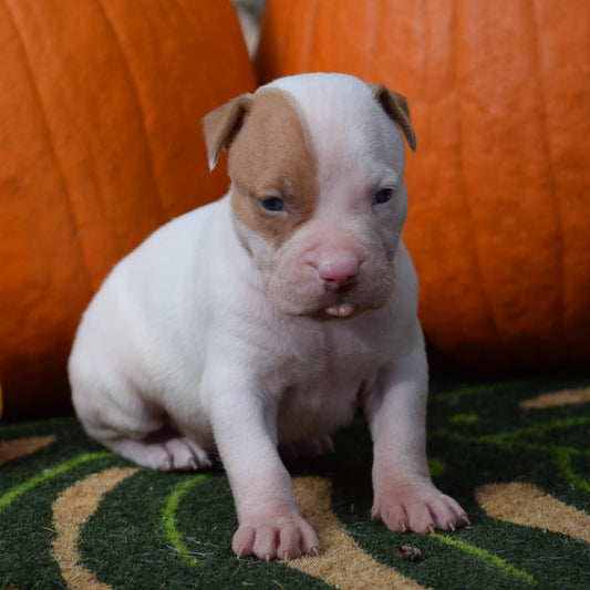 PR Klosowski's TaranTino ⚔ PR Klosowski's/ Millionette * 1st pick MALE * DOB- 9/30/26 SOLD