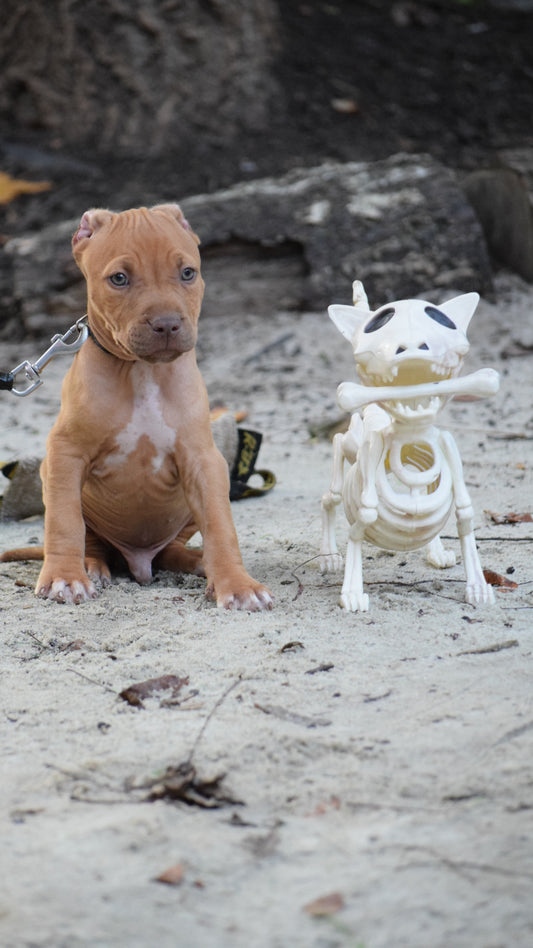 Cerberus aka Brandy The Pitbull ⚔ Millionette - Male #4 - DOB: 7/20/23