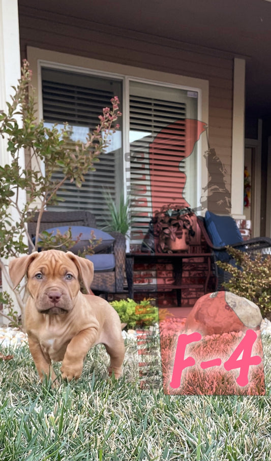 SOLD Ace ⚔ Roxxy - Female 4 - DOB: 6/18/23