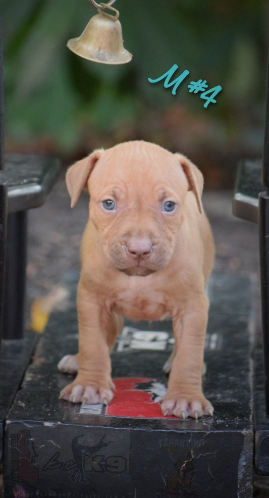 Cerberus aka Brandy The Pitbull ⚔ Millionette - Male #4 - DOB: 7/20/23