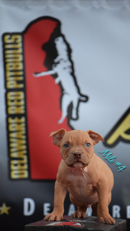 "Brandys" 1st born son Boo Dog ⚔ Red Rozin Male #4  DOB 9/15/23