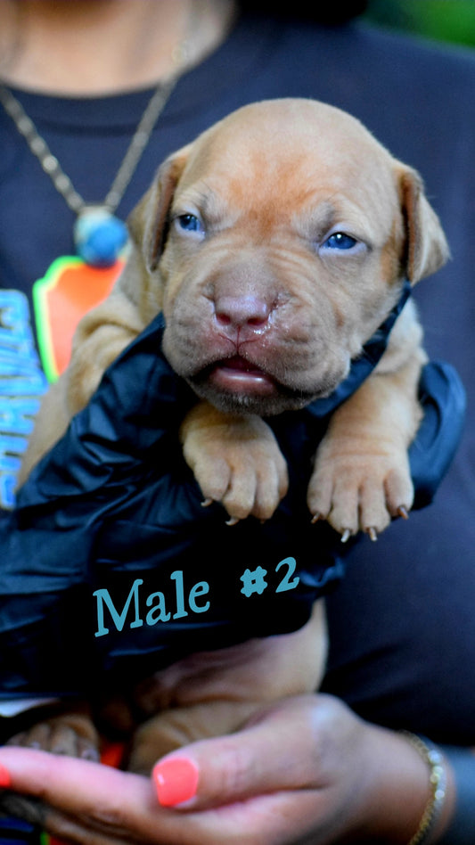 PR Cerberus aka Brandy The Pitbull ⚔ PR Klosowski's BooJee 1st PICK MALE * RESERVED