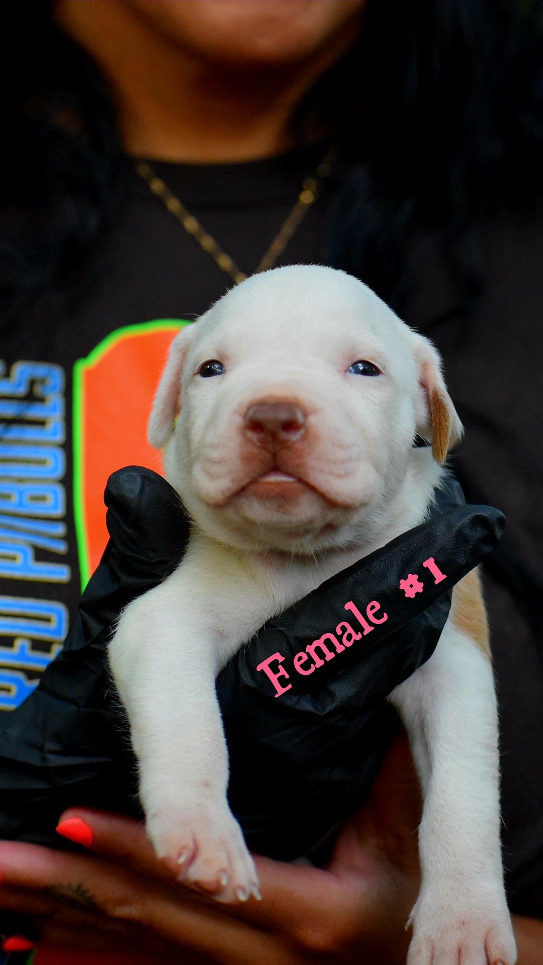 PR Cerberus aka Brandy The Pitbull ⚔ PR BooJee * " PERU " Female 1st pick of the litter * NOW READY